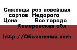 Саженцы роз новейших сортов. Недорого. › Цена ­ 350 - Все города  »    . Кемеровская обл.